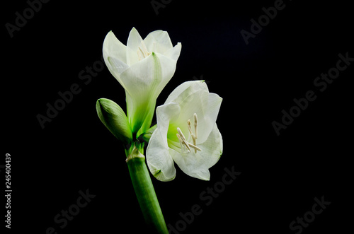 Beautiful white Amaryllis flower appearing from a black background shot in a studio with lighting from above © Y. B. Photography
