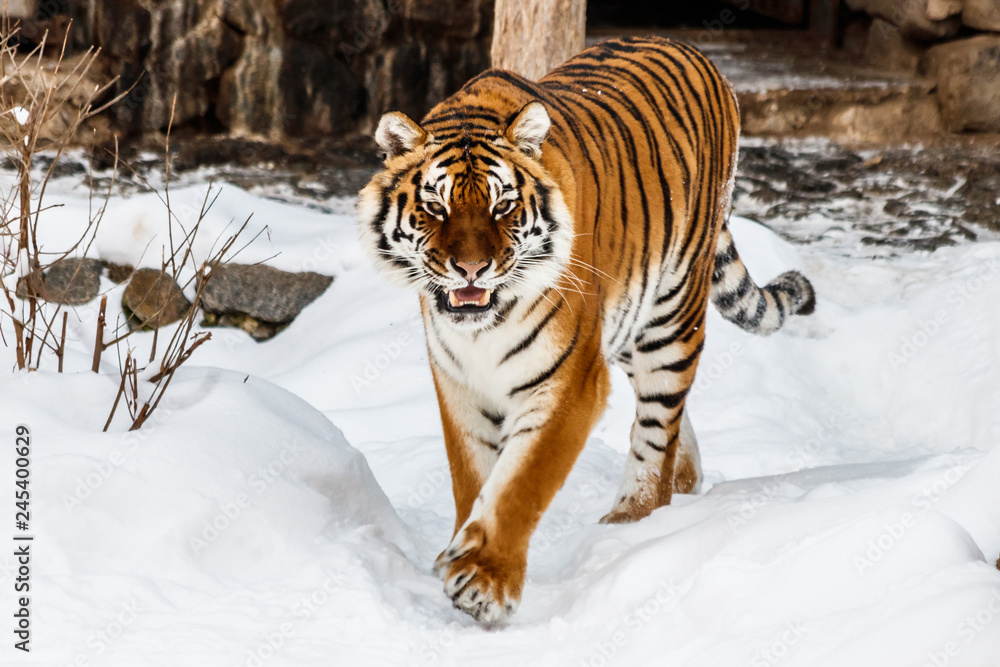 Obraz premium beautiful panthera tigris on a snowy road