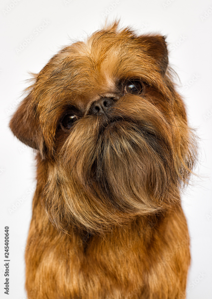 Griffon dog looking on a white background Griffon dog looking on a white background