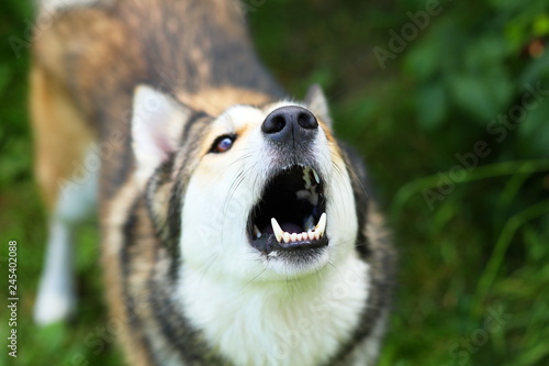 Black nose and white teeth of big dog, which barking at you. Macro