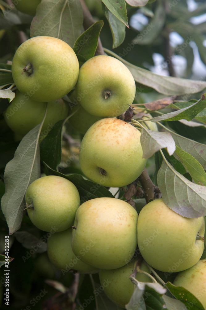 Apples Growing on Tree