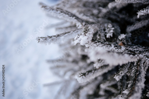 detail of pine needle frost in winter © Lumistudio
