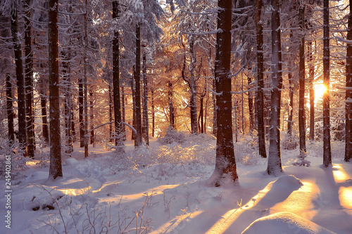 Romantischer Winterwald verschneite Bäume © sonne_fleckl