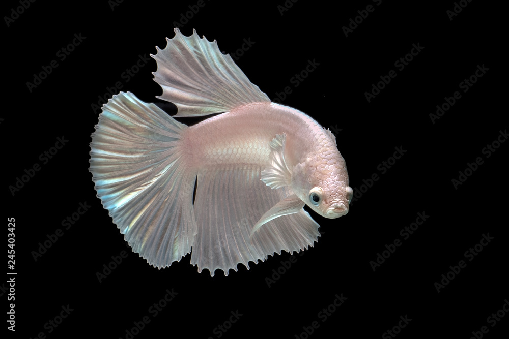 white betta fish with black background white betta fish with black background