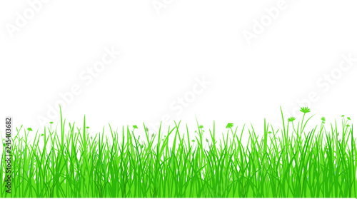Silhouette green grass with flowers on white background