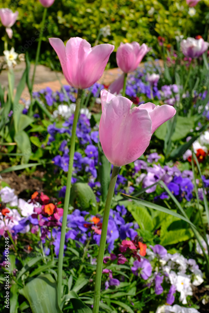 tulipes au milieu des fleurs