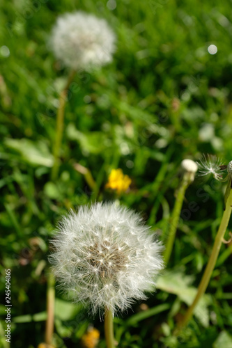 Fototapeta Naklejka Na Ścianę i Meble -  pissenlits sur le gazon