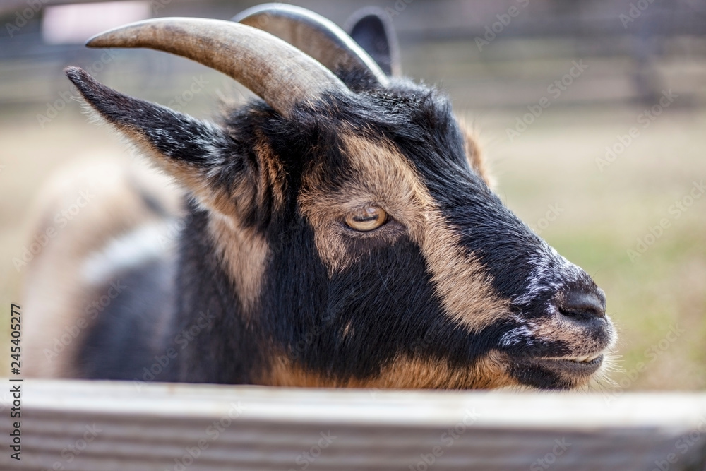 Closeup of goat head seen through fence. Closeup of goat head seen through fence.