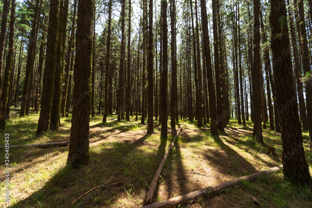 Obraz premium Highland forest (over 2000 meters). Background from pine trees. Tenerife. Canary Islands. Spain.