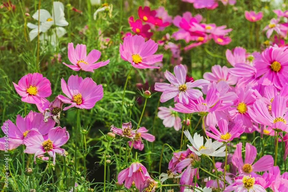 Colorful of Sulfur Cosmos flowers on a rack decorate in park. Colorful of Sulfur Cosmos flowers on a rack decorate in park.
