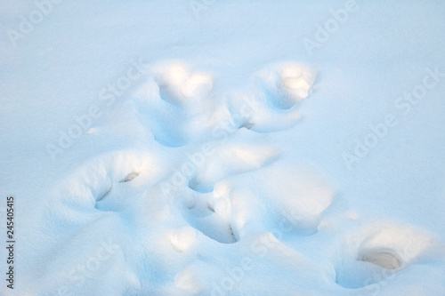 Animal tracks in the snow in winter.
