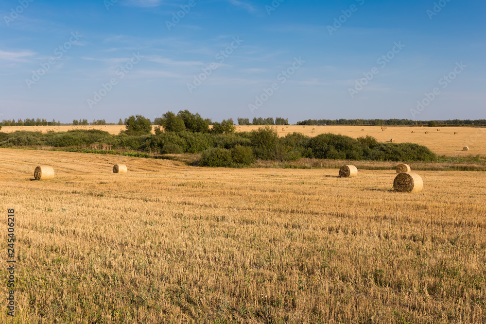 Mown field with rolls of hay and a ravine with green vegetation on a sunny day.