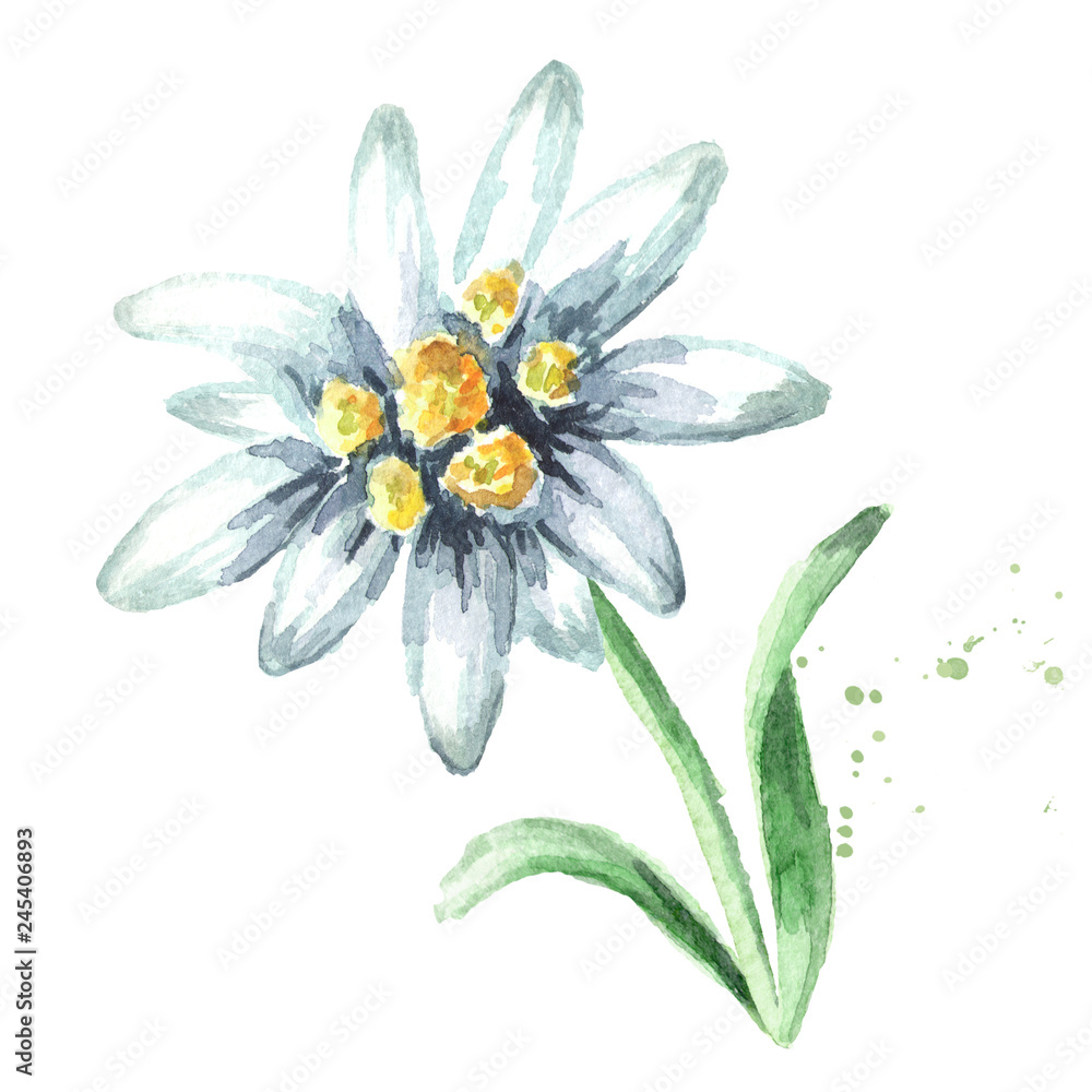 Edelweiss flower (Leontopodium alpinum) with leaves, Watercolor hand drawn illustration, isolated on white background