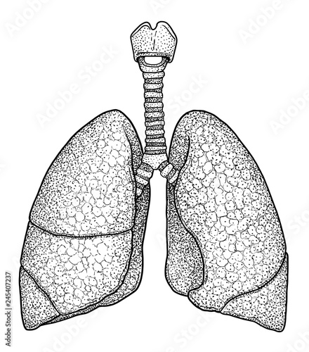 Human lung illustration, drawing, engraving, ink, line art, vector