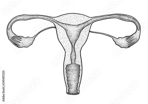 Female reproduction system illustration, drawing, engraving, ink, line art, vector