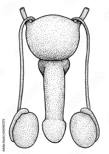 Male reproduction system illustration, drawing, engraving, ink, line art, vector