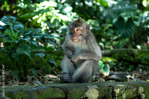 Balinese monkeys 6