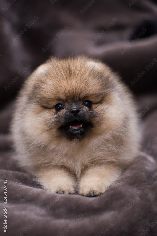 spitz dog pomeranian puppy spitz dog pomeranian puppy