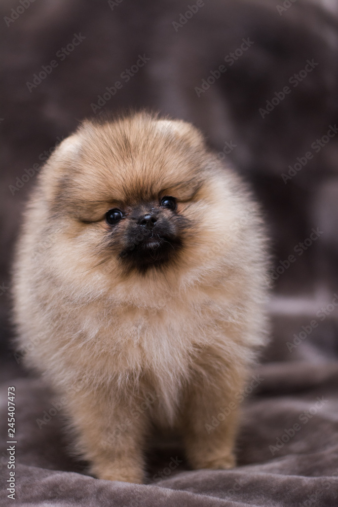 spitz dog pomeranian puppy