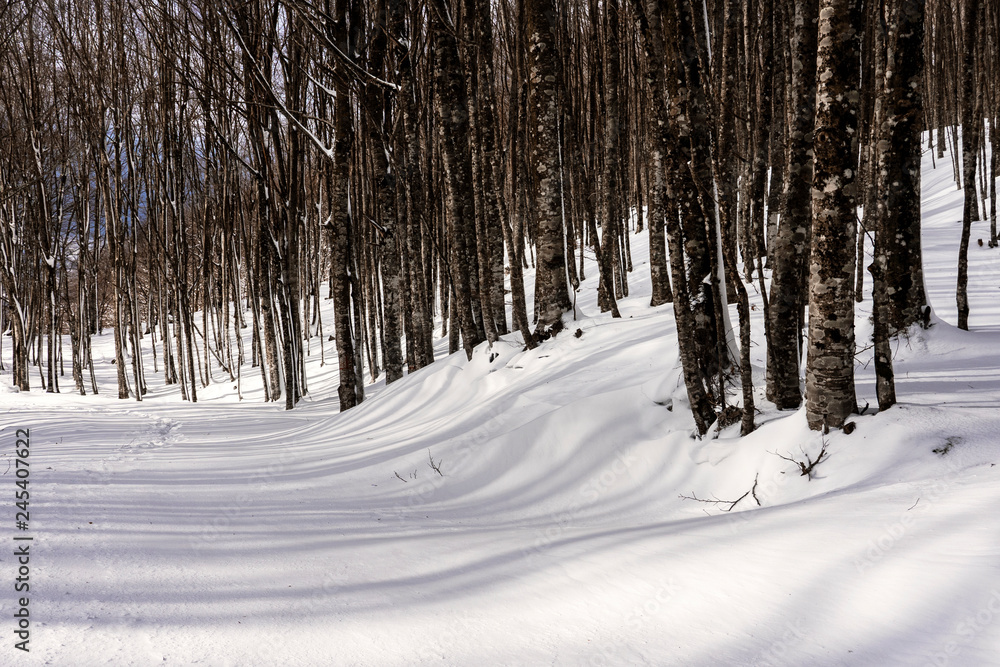 Obraz premium Tree in the snow