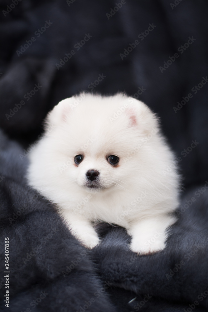 spitz dog pomeranian puppy