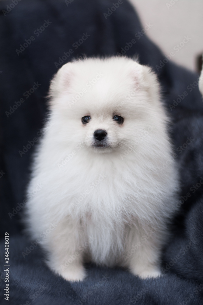 spitz dog pomeranian puppy spitz dog pomeranian puppy