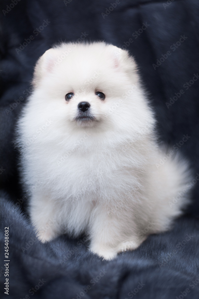 spitz dog pomeranian puppy spitz dog pomeranian puppy