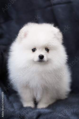 spitz dog pomeranian puppy © Дария