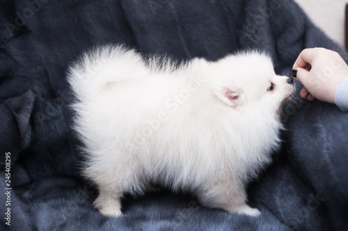 spitz dog pomeranian puppy © Дария