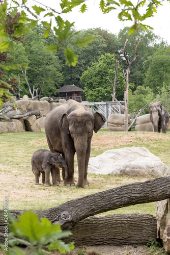 Family of elephants with baby