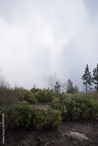 Misty mountain forest with pines photo