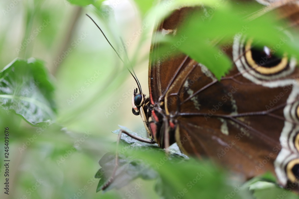 Obraz premium Mariposa en flor árbol planta