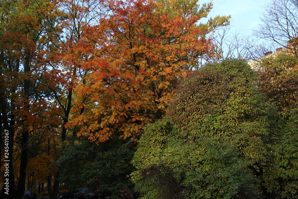autumn in the park autumn in the park