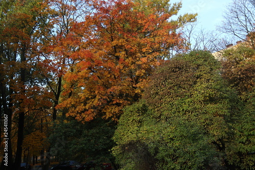 autumn in the park