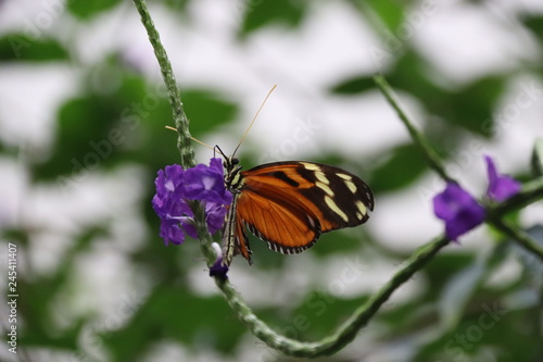 Mariposa en flor árbol planta