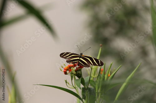 Mariposa en flor árbol planta