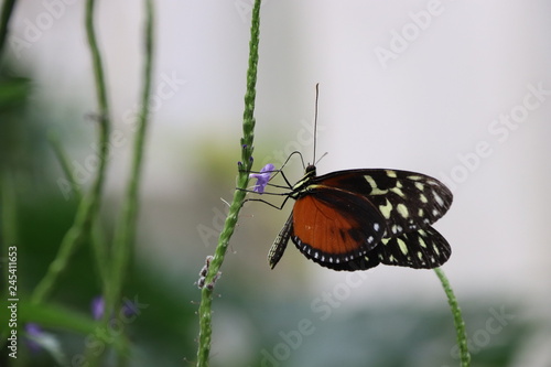 Mariposa en flor árbol planta