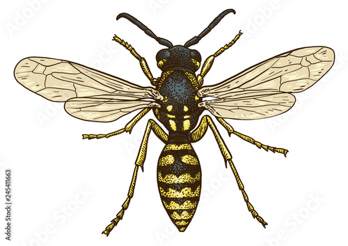 Wasp illustration, engraving, drawing, ink, vector © jenesesimre
