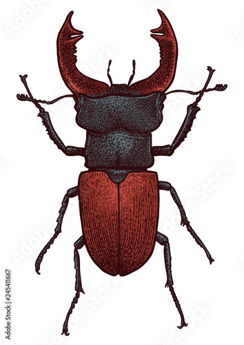 Lucanus illustration, engraving, drawing, ink, vector