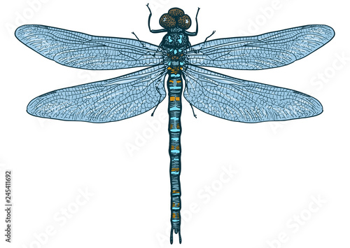 Dragonfly illustration, engraving, drawing, ink, vector