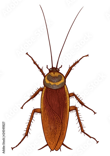 Cockroach illustration, engraving, drawing, ink, vector