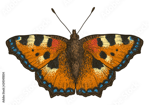 Large tortoiseshell illustration, engraving, drawing, ink, vector