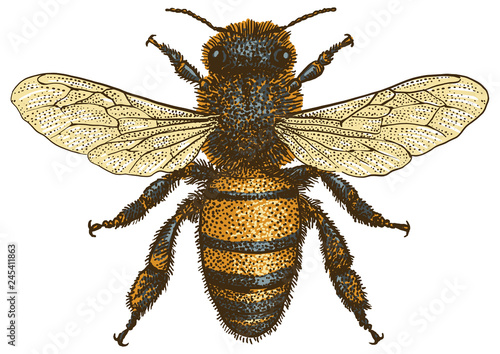 Bee illustration, drawing, engraving, ink, line art, vector