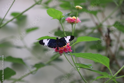 Mariposa en flor árbol planta