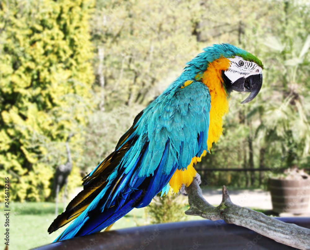 Papagei Traumhaft schöne Farben