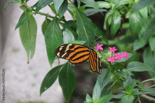 Mariposa en flor árbol planta