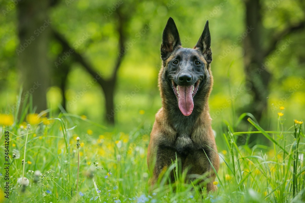 Portrait of malinois dog with open mouth, pink tongue sticking out, sitting in green grass with yellow and white flowers, trees in background, sunny summer day Portrait of malinois dog with open mouth, pink tongue sticking out, sitting in green grass with yellow and white flowers, trees in background, sunny summer day