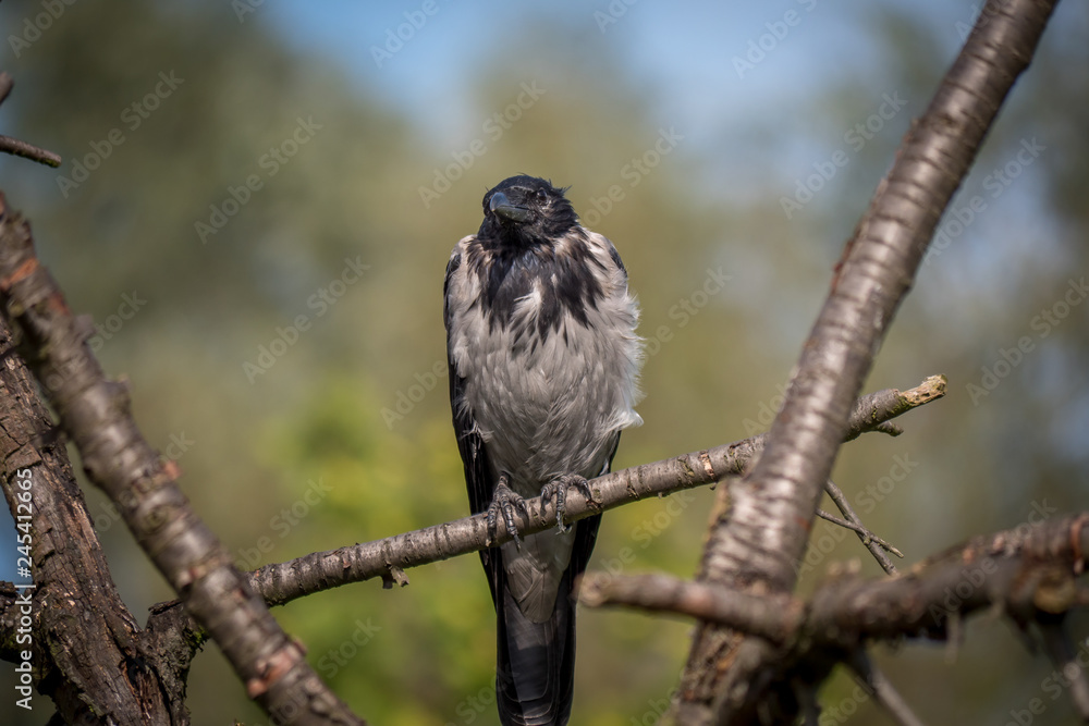 Hooded crow, bird close up, sitting on the tree in green park. Hooded crow, bird close up, sitting on the tree in green park.