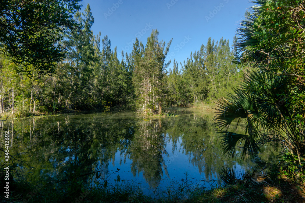 tree reflection tree reflection