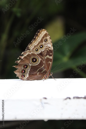 Mariposa en flor árbol planta